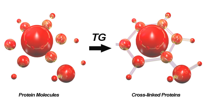 Transglutaminase can increase the binding force of protein