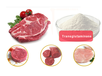 transglutaminase supplier